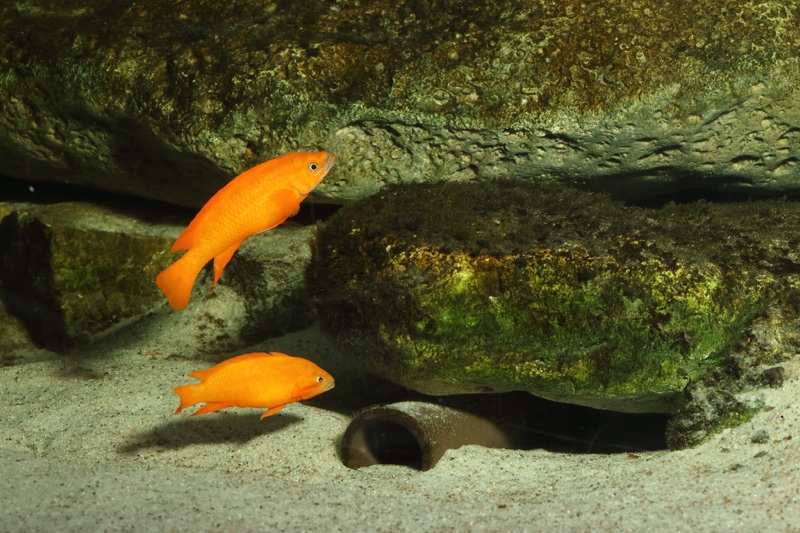 Neolamprologus longior